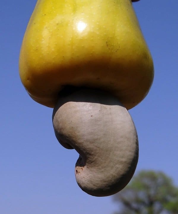 Cashew Cutting Machine