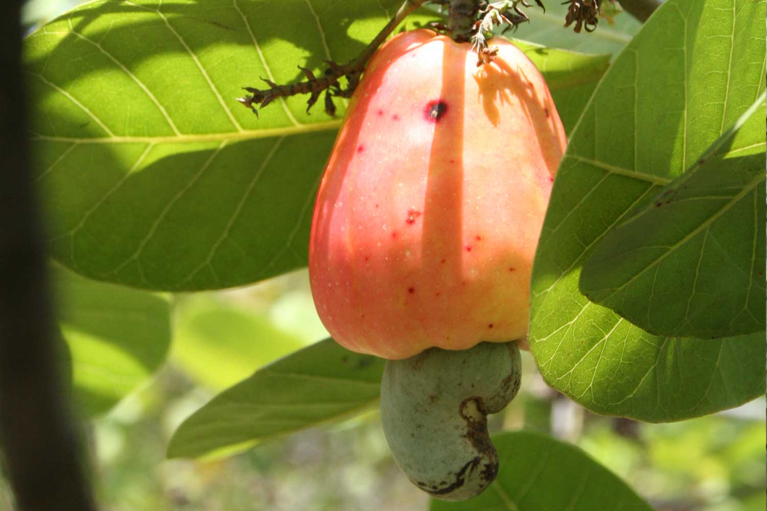 cashew before harvest