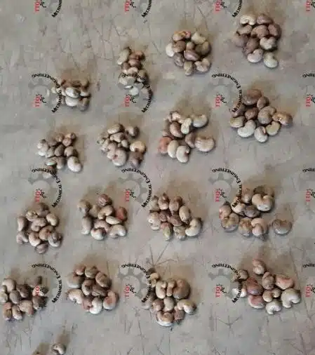 cashew outturn calculation