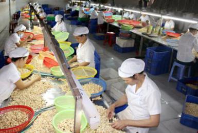 Rows of workers manually sorting and peeling cashew kernels at tables in a processing facility