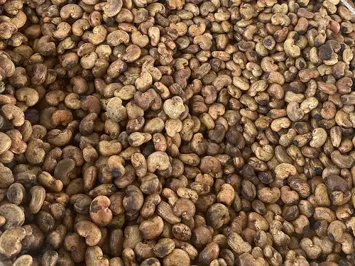 cashew shell